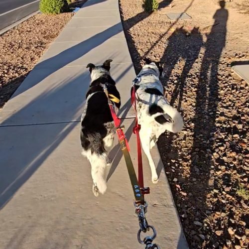 Rex and Isla Crazy Walk Week